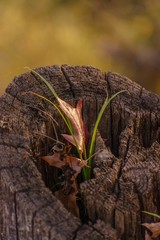 tree in the forest