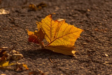 autumn leaves on the ground