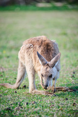 Naklejka na ściany i meble Wild Kangaroos and joeys on open grass land in Gold Coast, Queensland, Australia
