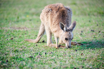 Wild Kangaroos and joeys on open grass land in Gold Coast, Queensland, Australia
