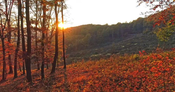 Autumn forest drone aerial shot at sunset. Overhead view of foliage trees in Hungary, Matra. Inspiring autumn season landscape panorama.