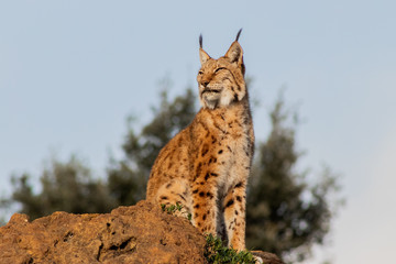 a boreal lynx resting in its territory