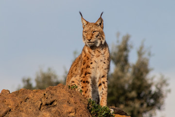 a boreal lynx resting in its territory © iker