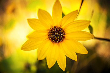 Golden beauty