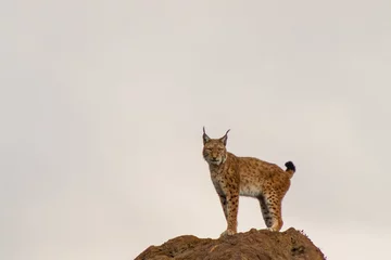 Gordijnen een boreale lynx die op zijn grondgebied rust © iker