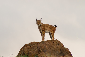a boreal lynx resting in its territory © iker