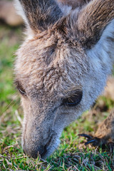 Fototapeta premium Wild Kangaroos and joeys on open grass land in Gold Coast, Queensland, Australia
