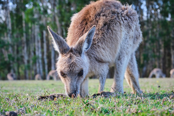 Wild Kangaroos and joeys on open grass land in Gold Coast, Queensland, Australia