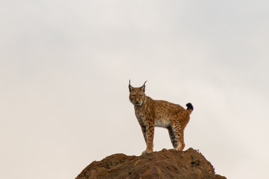 a boreal lynx resting in its territory