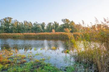 Reed along the edge of a lake in sunlight at sunrise in autumn