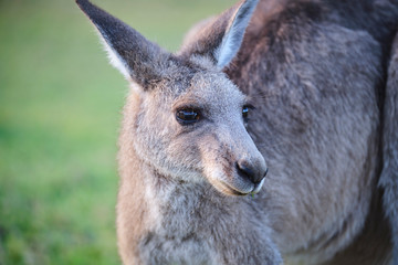 Wild Kangaroos and joeys on open grass land in Gold Coast, Queensland, Australia