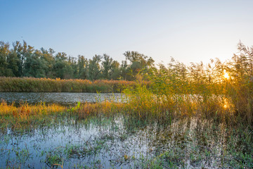 Reed along the edge of a lake in sunlight at sunrise in autumn