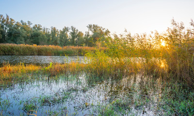 Reed along the edge of a lake in sunlight at sunrise in autumn
