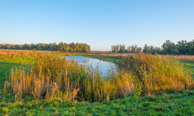 Reed along the edge of a lake in sunlight at sunrise in autumn