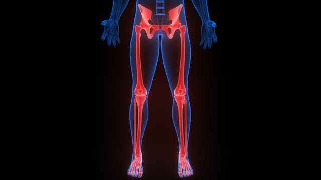 Lower Limbs of Human Skeleton Anatomy X-ray 3D