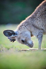 Obraz premium Wild Kangaroos and joeys on open grass land in Gold Coast, Queensland, Australia