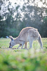 Wild Kangaroos and joeys on open grass land in Gold Coast, Queensland, Australia