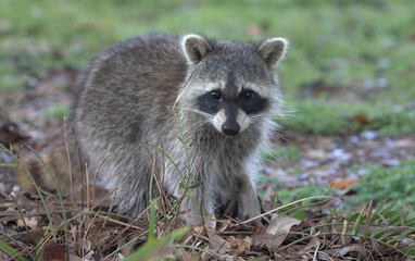Fluffy young raccoon at Green Cay Wetlands in Florida