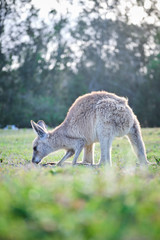 Obraz premium Wild Kangaroos and joeys on open grass land in Gold Coast, Queensland, Australia