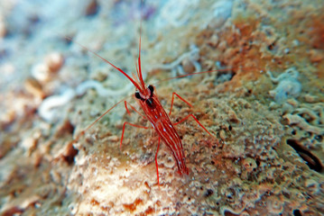 Lysmata peppermint shrimp in underwater scene on the rock