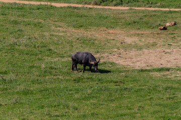 a water buffalo in a green meadow near a lake