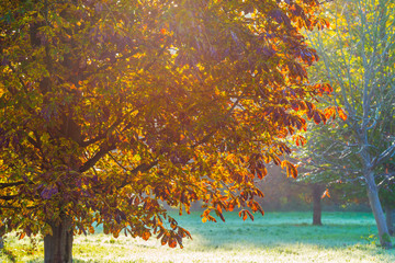 Trees in fall colors in a green grassy field in sunlight in autumn