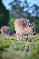 Wild Kangaroos and joeys on open grass land in Gold Coast, Queensland, Australia