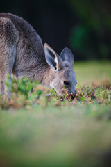 Wild Kangaroos and joeys on open grass land in Gold Coast, Queensland, Australia