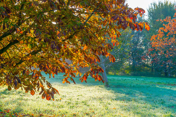 Trees in fall colors in a green grassy field in sunlight in autumn