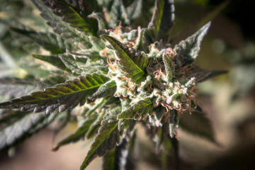 Marijuana Flower Close-Up