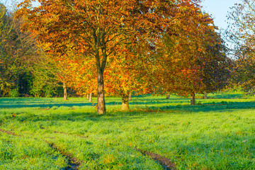 Trees in fall colors in a green grassy field in sunlight in autumn