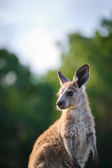 Wild Kangaroos and joeys on open grass land in Gold Coast, Queensland, Australia