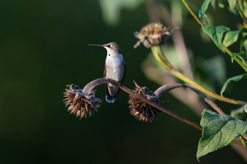 Hummingbird