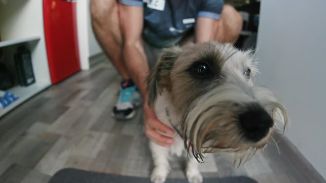 Little cute dog hairy jack rassel terrier sitting on the floor with young male person on background. Domestic pedegreed puppy with happy playful muzzle face. Home interior. City urban lifestyle.