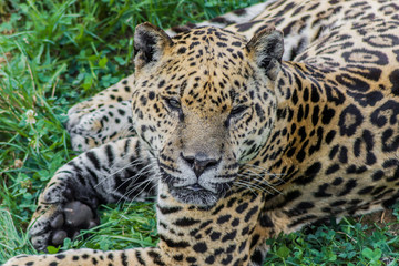 Fototapeta na wymiar a jaguar lying on top of the green grass