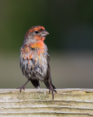 Male House Finch (Haemorhous mexicanus) perched on a wooden fence displaying his bold red...