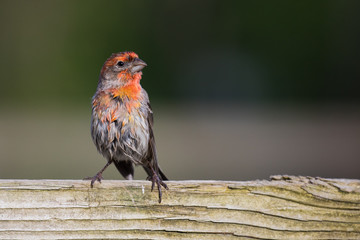 Male House Finch (Haemorhous mexicanus) perched on a wooden fence displaying his bold red coloration. His feathers are wet from a recent dip in the bird bath.