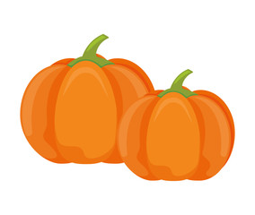 pumpkin in harvest on white background