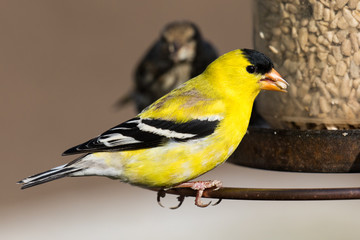 A beautiful male American Goldfinch (Spinus tristis) feeding at a backyard bird feeder. The American Goldfinch is the state bird of Iowa, New Jersey, and Washington.
