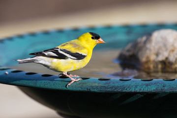 A beautiful male American Goldfinch (Spinus tristis) perched on a backyard bird bath. The American...