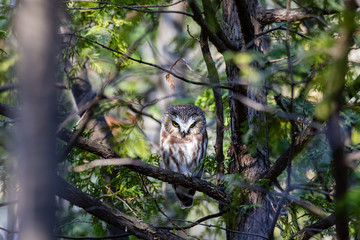 Saw Whet owl perched in a forest of cedars, in north Quebec, Canada.