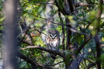 Saw Whet owl perched in a forest of cedars, in north Quebec, Canada.