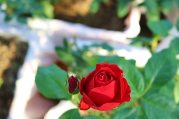 ばら　赤　きれい　