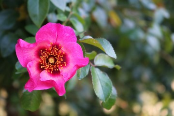 ばら　花　ピンク