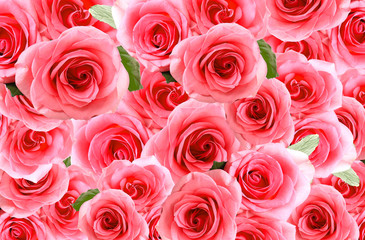 Beautiful rose flowers as background
