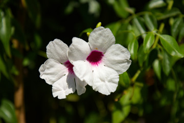 Gardens of Real Alcazar, Seville, Spain