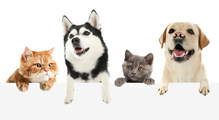 Cute cats and dogs with blank poster on white background
