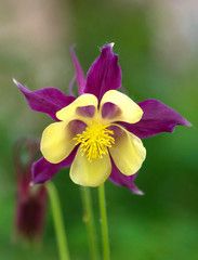 Columbine flower purple and yellow