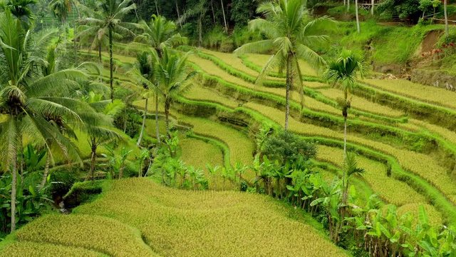 Drone Footage - Beautiful Rice Terraces in Jatiluwi Bali - 4K