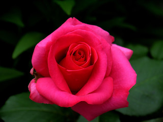 A growing rose of pink color. English rose.
